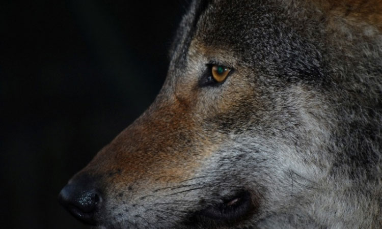 Protecting wolves