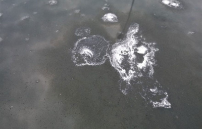 Bird droppings