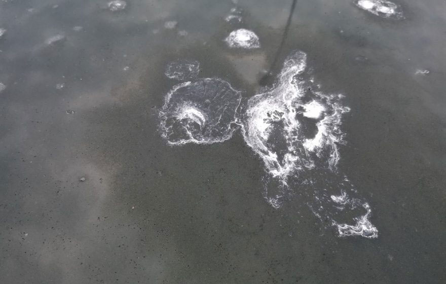 Bird droppings
